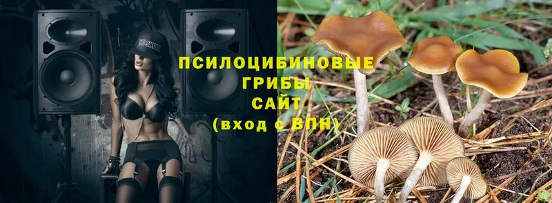 цена наркотик  Майкоп  Псилоцибиновые грибы Cubensis 